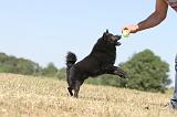 SCHIPPERKE 152